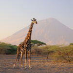 wat te doen in Tanzania?