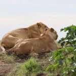 wanneer is de grote trek in kenia?