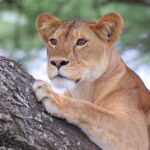 Welke taal spreken ze in Tanzania