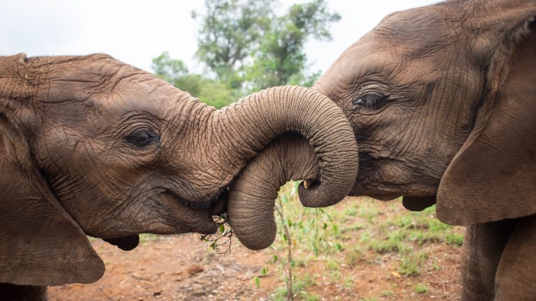 David Sheldrick Wildlife Trust Av Tours Nl 