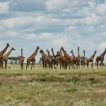 safari tanzania