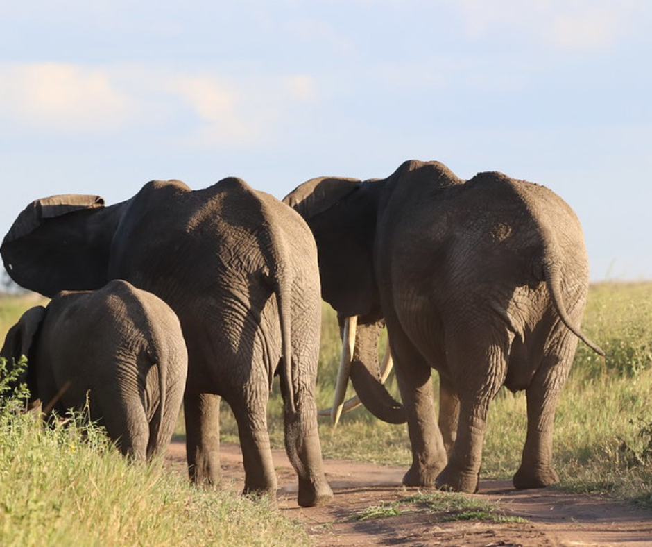 taita hills wildlife sanctuary