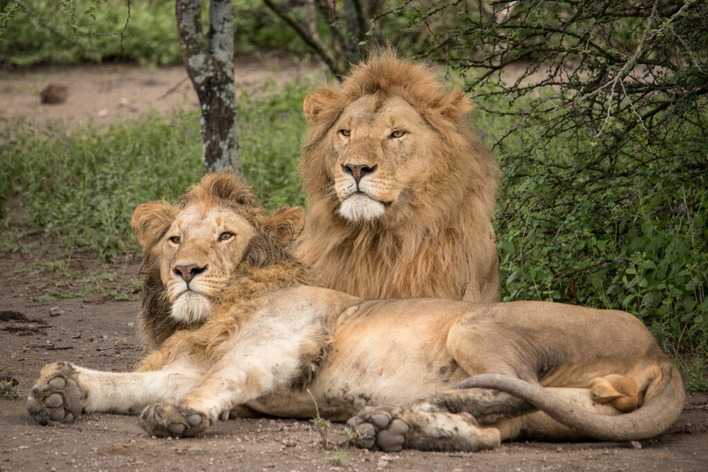 Leeuwen Kenia safari