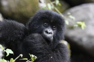 Gorilla trekking